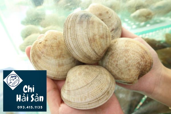 #Top Sale 2022 Giá sò sữa xịn sò TPHCM rẻ nhất khi Sài Gòn