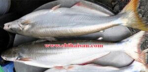 Giá thủy sản xuất khẩu- cá bông lau