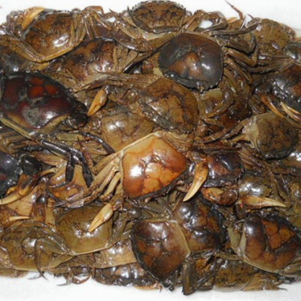 Con rạm sống giá sỉ 