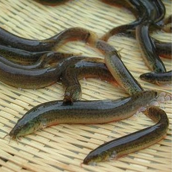 cá trạch quế giá sỉ