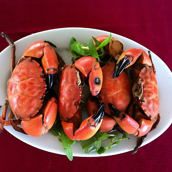Con cù kỳ đỏ chất lượng