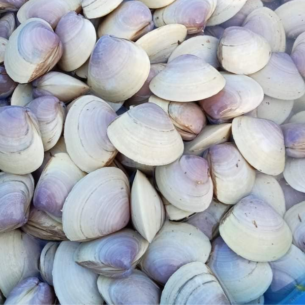 Sò tím giá sỉ