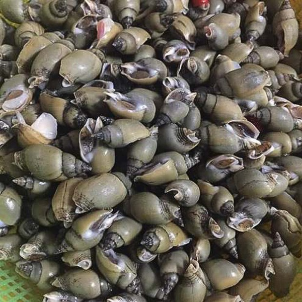 ốc cà na giá sỉ