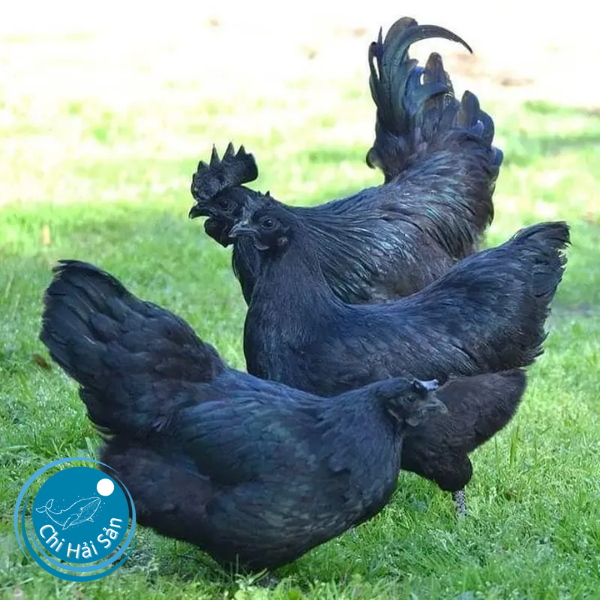 Bán gà H’Mông thịt TPHCM